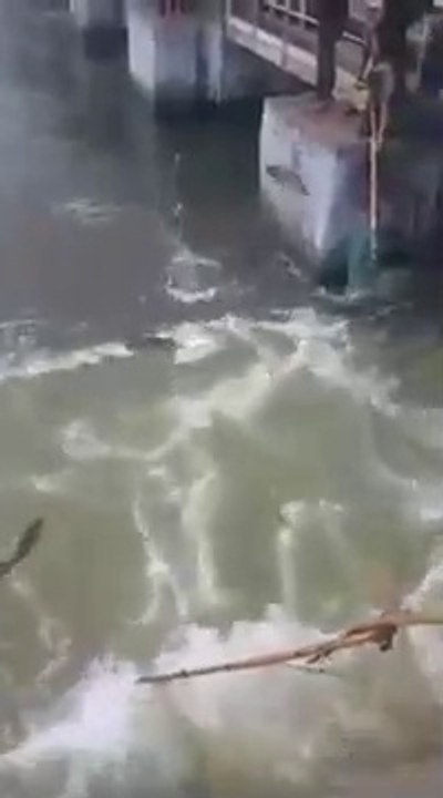 when fishes get crazy