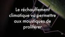 La hausse des températures va permettre aux moustiques d’infecter un milliard de personnes en plus