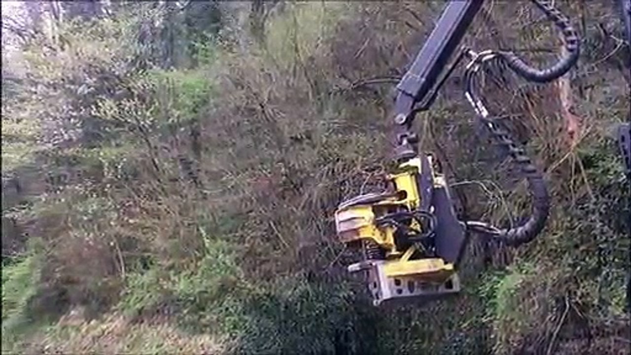 Abattage des arbres malades au niveau du chemin de la Malate à Besançon