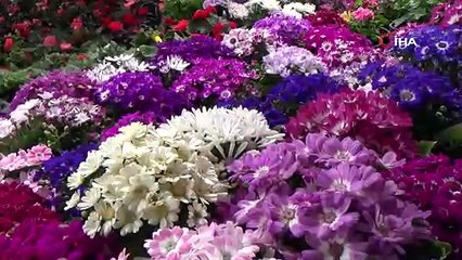 TOKAT'TA ÇİÇEK FİYATLARI DÜŞTÜ, FİDE FİYATLARI YÜKSELDİ