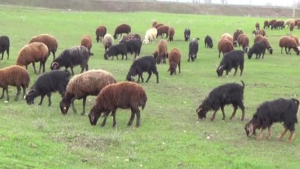 Muş'ta Besicilerin "Mera Hasreti" Sona Erdi