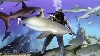 Il fait tenir un requin à la verticale sur sa main !