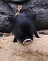 Ce petit cochon est trop adorable. Admirez !