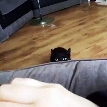 Vous n'avez jamais vu un aussi beau chat. Regardez !