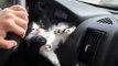 Ce que fait ce chaton dans une voiture est à mourir de rire !
