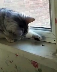 Never try to escape out of my hands,little bug.