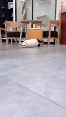 In order to eat meat,the kitten approaches me quietly.