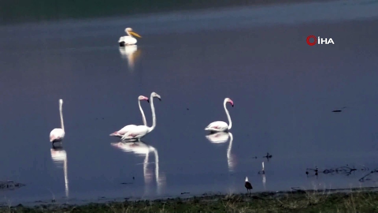 Gelingüllü Barajı göçmen kuşların durağı oldu
