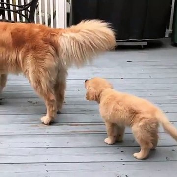 Ce chiot confond la queue de sa mère à un balais et voici ce qu'il fait. Trop drôle !