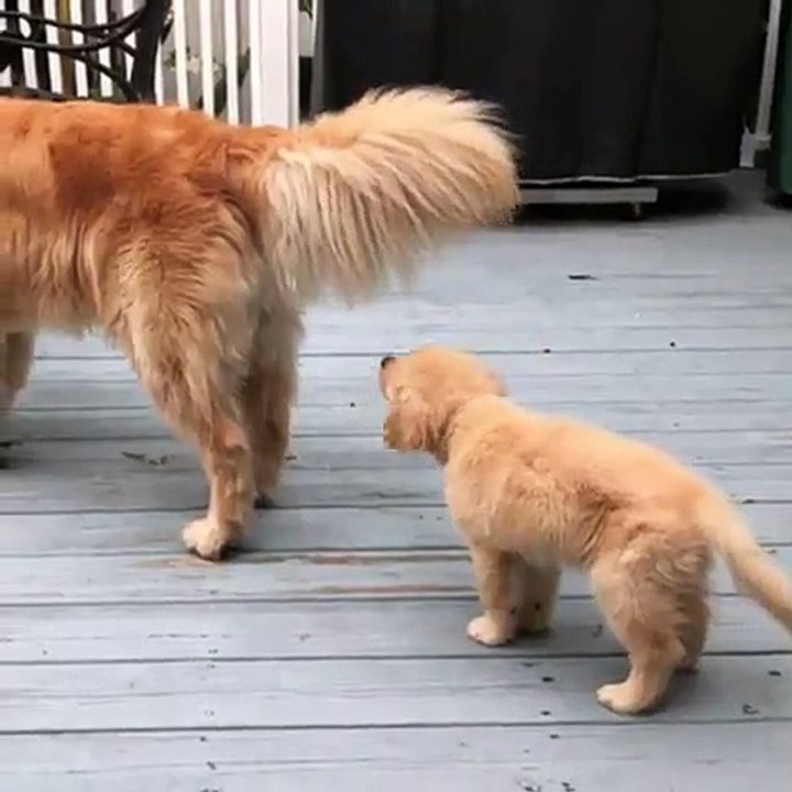 Ce chiot confond la queue de sa mère à un balais et voici ce qu'il fait. Trop drôle !