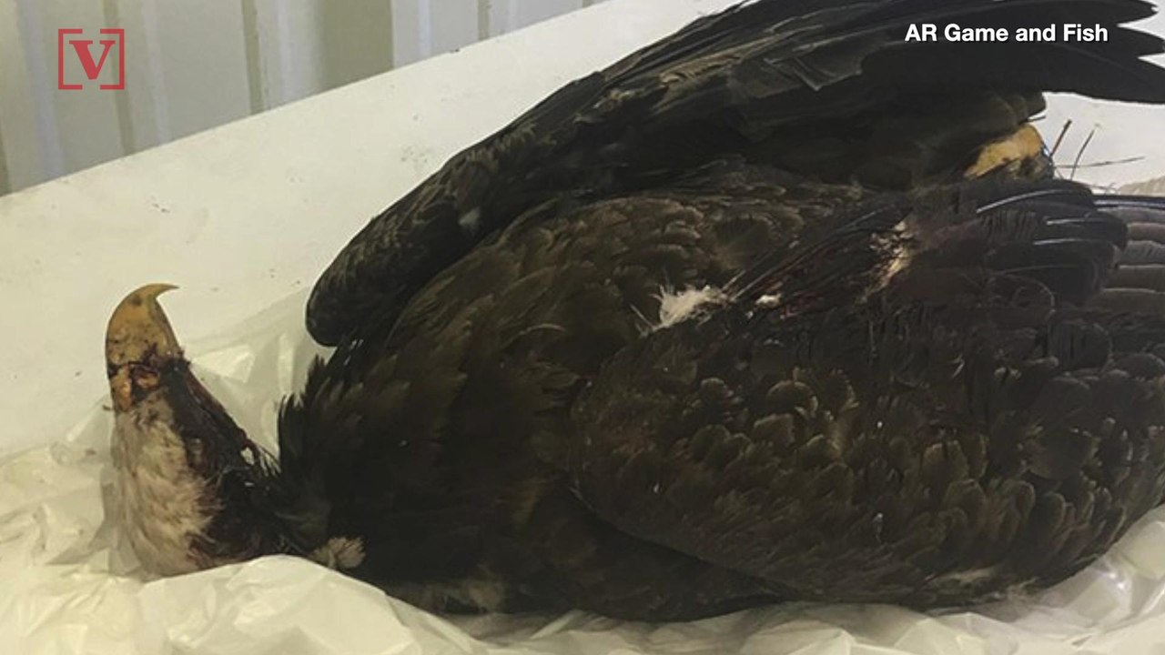 $6,000 Reward Offered in Shooting Death of a Bald Eagle