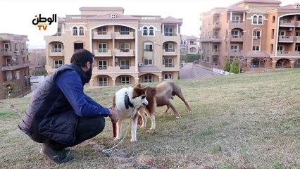 إزاي تحمي نفسك لو كلب هاجمك؟