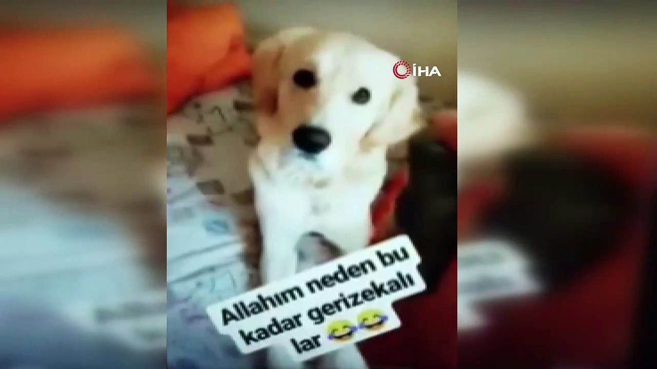 Köpeğin gözüne deodorant sıktı...Sosyal medyada “Allah’ım neden bu kadar geri zekalılar” notuyla paylaştı