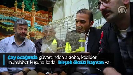 Çay ocağını kuşlar için yuvaya dönüştürdü