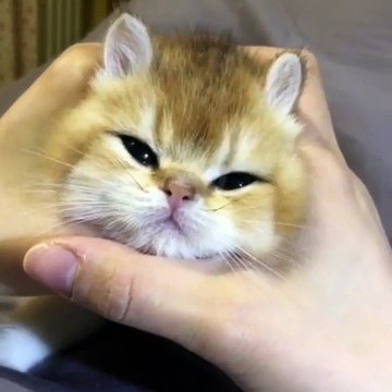 Ce petit chiot va faire quelque chose d'époustouflant. Trop mignon !