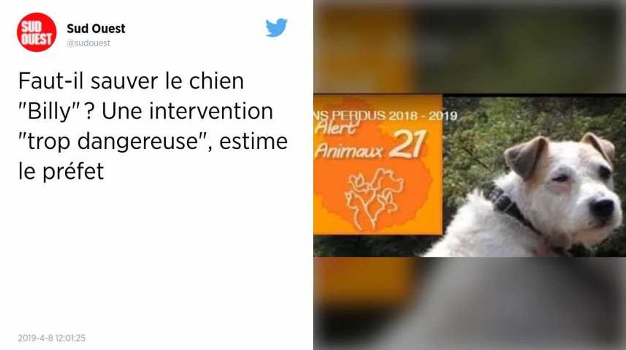 Préfet contre défenseurs des animaux : le sauvetage du chien "Billy" fait polémique