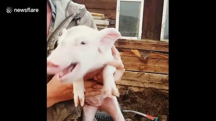 Squealing piglet in east Russia just wants to be stroked