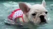 Cette chienne croit qu'elle sait nager. Hilarant !