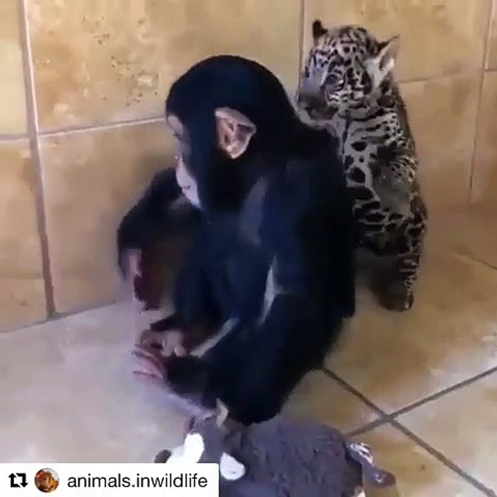 Quand un bébé singe se bat contre un petit tigre. Un combat épique et comique !