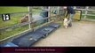 Freddie - Rough Collie - 2 Weeks Residential Dog Training