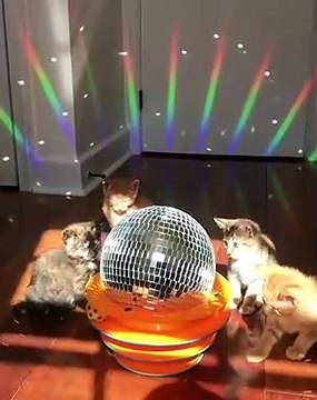 Regardez ce qui se passe lorsque des chats se croient dans une boite de nuit. A mourir de rire !