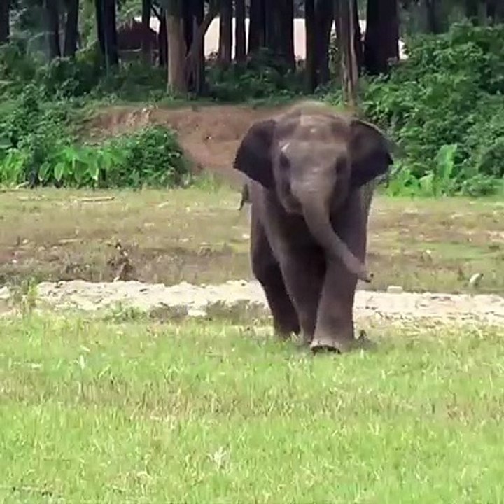 Quand un chien et un éléphant jouent ensemble, voici ce que ça donne !