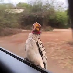 Incroyable ! Un oiseau préfère voyager en voiture plutôt que de voler !