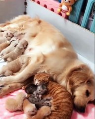 Si vous passez une mauvaise journée, ceci va vous redonner le sourire ! Adorable !