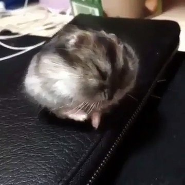 Ce cochon d'Inde endormi va vous faire pleurer de rire !