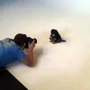 Regardez le shooting hilarant d'un chien cherchant d'où vient le flash. Trop marrant !