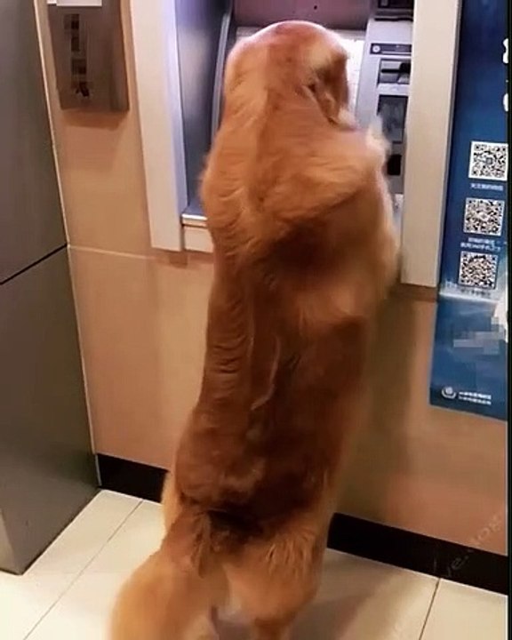 Quand un chien veut retirer de l'argent d'un distributeur automatique. Essayez de ne pas rire !