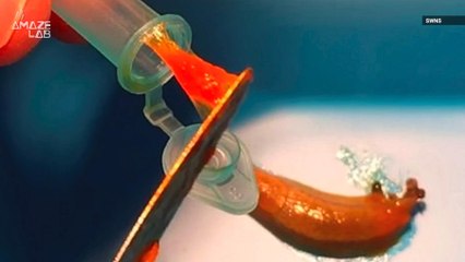Slime from Slugs Could Make Stronger Glue Used in Medical Surgery