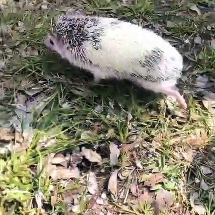 Un bébé hérisson fait une drôle de promenade. Regardez !