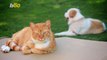 Who's Happier: Dog or Cat Owners? This Study Has the Answer