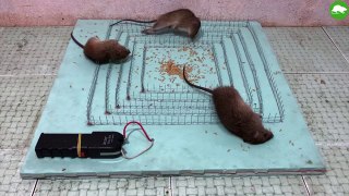 Shock Electric Mouse Trap / Mouse Trap Homemade / Idea Mouse Trap