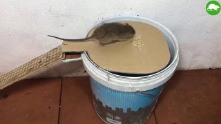 clever Water Bottle Mouse Trap / Mouse Trap Homemade