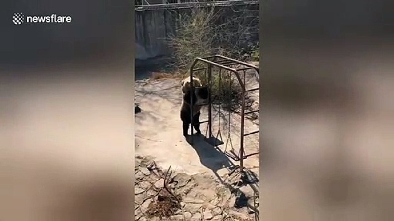 Lively brown bear dances against monkey bars in Chinese zoo