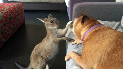 Kangaroo Joey Shows Dog Who's Boss