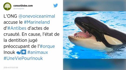 Alpes-Maritimes. L’orque Inouk est en grande souffrance selon One Voice, le parc Marineland se défend