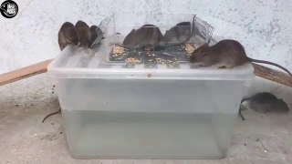 Rat Trap Water  7 Mice in trapped  Mouse_ Rat trap  Easy make a Best Rat Trap Handmade