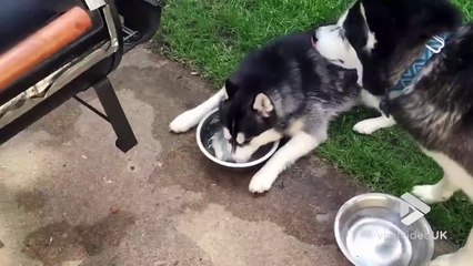 Télécharger la video: Quand ton chien fait des bulles dans sa gamelle d'eau... Un vrai gamin