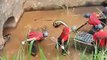 Des ouvriers capturent un énorme anaconda dans un puits de déversement des eaux usées