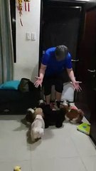 Fur Babies So Excited for Owner's Return