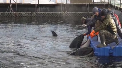 Rusia acabará con la mayor cárcel de cetáceos del mundo