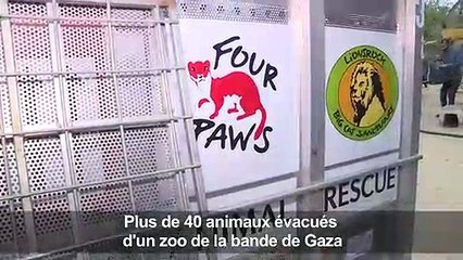 Des lions et d'autres animaux sont évacués d'un zoo de Gaza