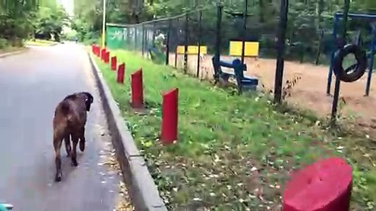 Pit bull vs Boxer dog attack