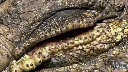 Admirez la formidable couleur des yeux de ce crocodile de près