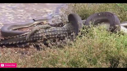 hippo vs crocodile - Hippo vs Crocodile vs Wild Dogs - Leopard vs Anaconda