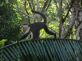 Visite guidée du Parc National Corcovado - Bahia Drake, Costa Rica