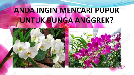 TERBAIK ..! HP/WA*082-220-228-118, Agen pupuk anggrek agar cepat berbunga Jembrana, pusatnya pupuk anggrek saat berbunga Karangasem